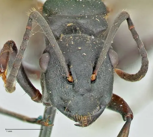 Polyrhachis hexacantha - FOCOL2544