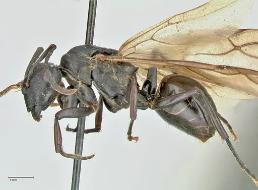 Polyrhachis hexacantha - FOCOL2544
