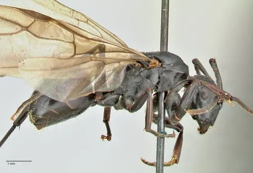 Polyrhachis hexacantha - FOCOL2544