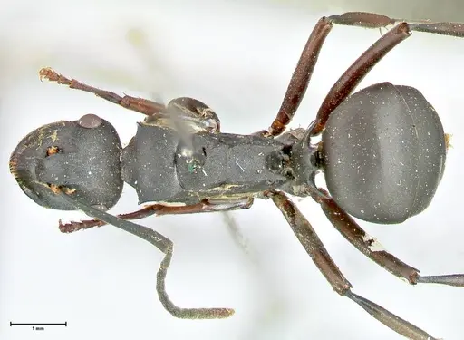 Polyrhachis hexacantha - FOCOL2545