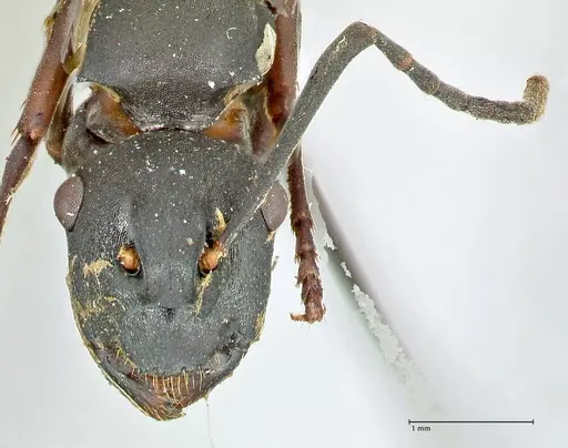 Polyrhachis hexacantha - FOCOL2545