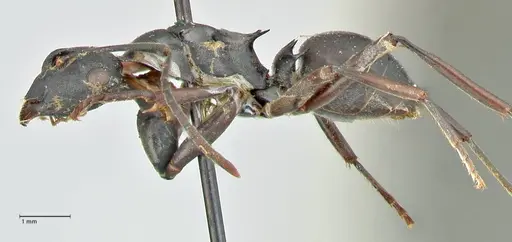 Polyrhachis hexacantha - FOCOL2545