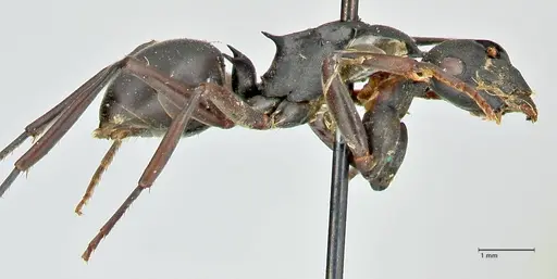 Polyrhachis hexacantha - FOCOL2545