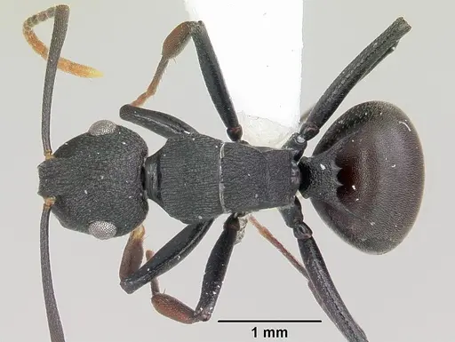 Polyrhachis hilaris specimen