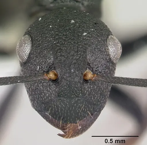 Polyrhachis hilaris specimen