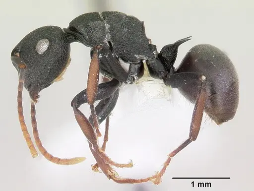 Polyrhachis hilaris specimen