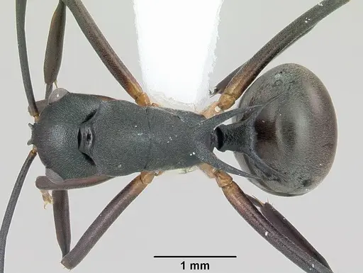 Polyrhachis hippomanes specimen