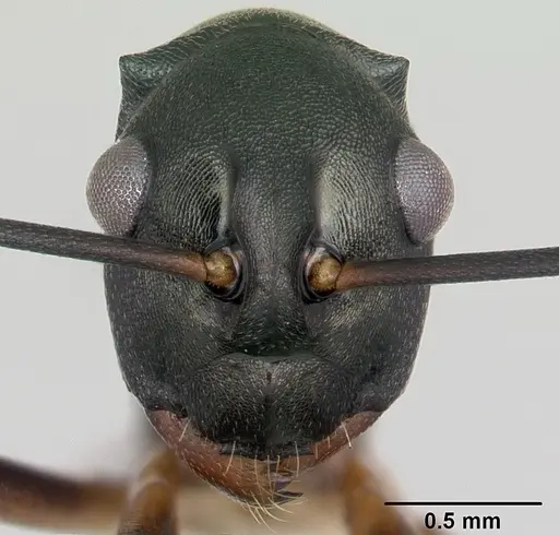 Polyrhachis hippomanes specimen