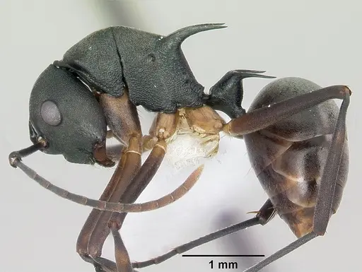 Polyrhachis hippomanes specimen
