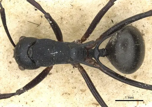 Polyrhachis hippomanes - CASENT0901873