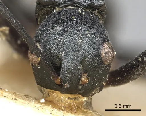 Polyrhachis hippomanes - CASENT0901873