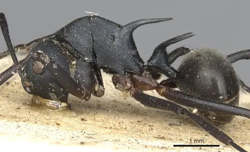 Polyrhachis hippomanes - CASENT0901873