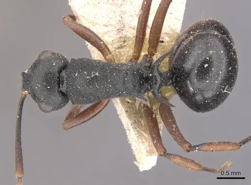 Polyrhachis hippomanes - CASENT0905632