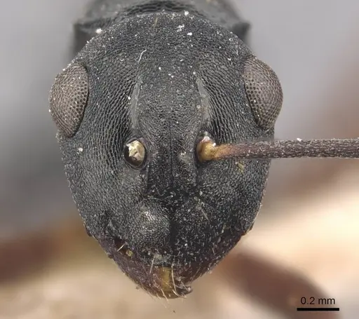 Polyrhachis hippomanes - CASENT0905632