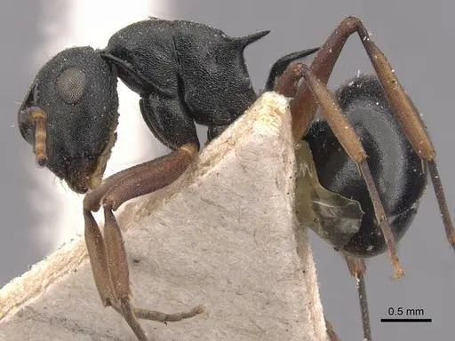 Polyrhachis hippomanes - CASENT0905632