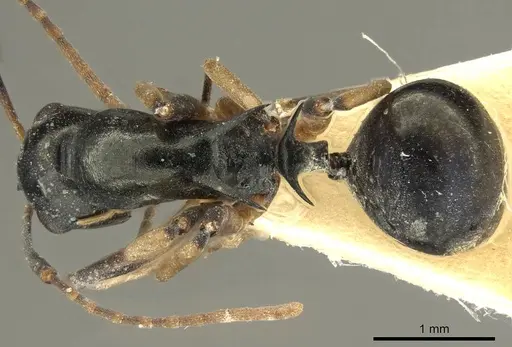 Polyrhachis hippomanes - CASENT0915613
