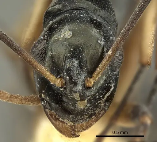 Polyrhachis hippomanes - CASENT0915613