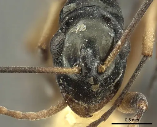 Polyrhachis hippomanes - CASENT0915613