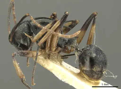 Polyrhachis hippomanes - CASENT0915613