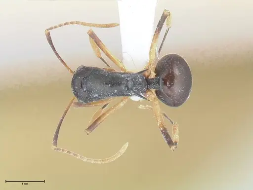 Polyrhachis hippomanes - FOCOL2648-1