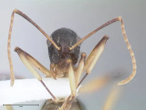 Polyrhachis hippomanes - FOCOL2648-1