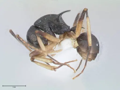 Polyrhachis hippomanes - FOCOL2648-1