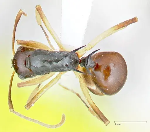 Polyrhachis hippomanes - FOCOL2648-2