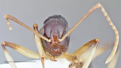 Polyrhachis hippomanes - FOCOL2648-2