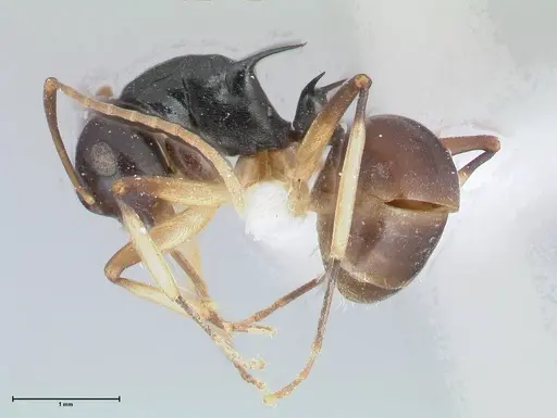 Polyrhachis hippomanes - FOCOL2648-2