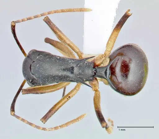 Polyrhachis hippomanes - FOCOL2648-3