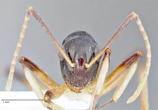 Polyrhachis hippomanes - FOCOL2648-3