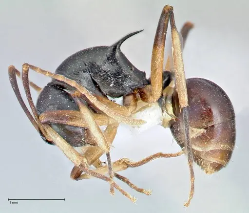 Polyrhachis hippomanes - FOCOL2648-3