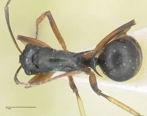 Polyrhachis hippomanes - FOCOL2649