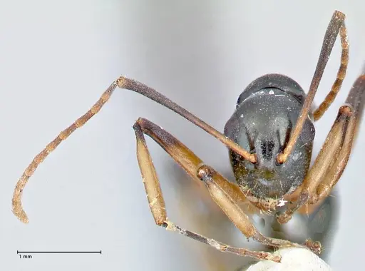 Polyrhachis hippomanes - FOCOL2649