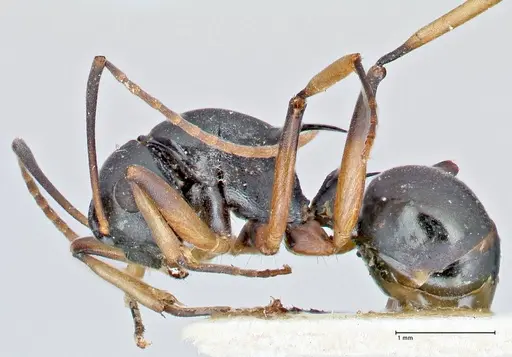 Polyrhachis hippomanes - FOCOL2649