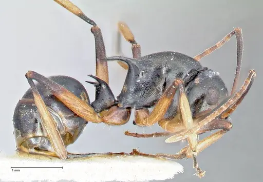 Polyrhachis hippomanes - FOCOL2649