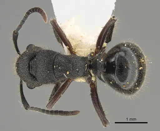 Polyrhachis hirsuta specimen