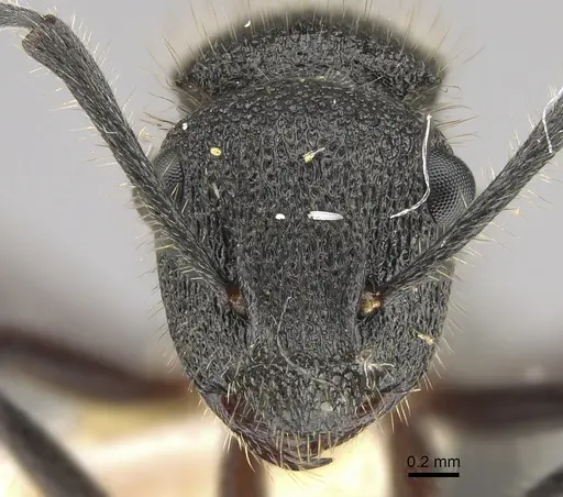 Polyrhachis hirsuta specimen