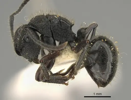 Polyrhachis hirsuta specimen