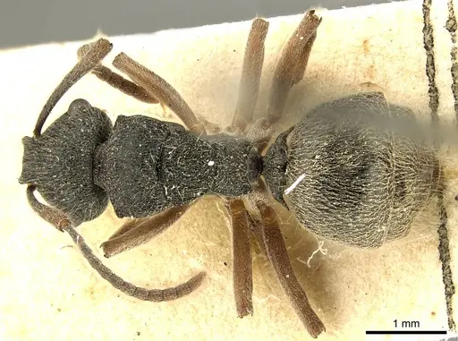 Polyrhachis hirsuta - CASENT0915614