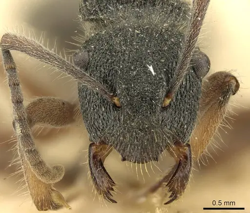 Polyrhachis hirsuta - CASENT0915614