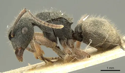 Polyrhachis hirsuta - CASENT0915614