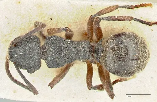Polyrhachis hirsuta - FOCOL2546