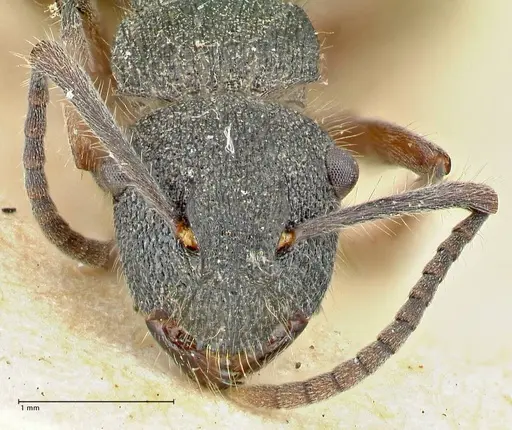 Polyrhachis hirsuta - FOCOL2546