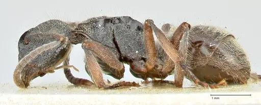 Polyrhachis hirsuta - FOCOL2546