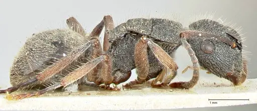 Polyrhachis hirsuta - FOCOL2546