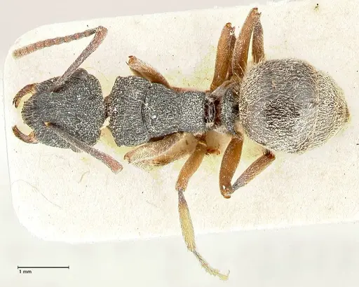 Polyrhachis hirsuta - FOCOL2547