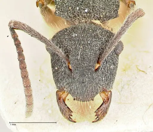 Polyrhachis hirsuta - FOCOL2547