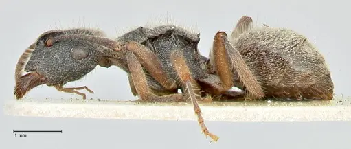 Polyrhachis hirsuta - FOCOL2547