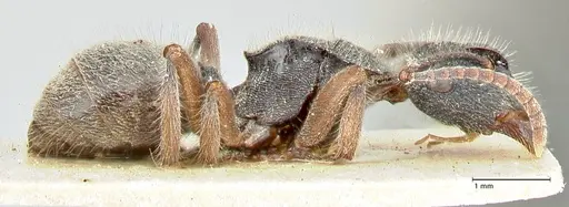 Polyrhachis hirsuta - FOCOL2547